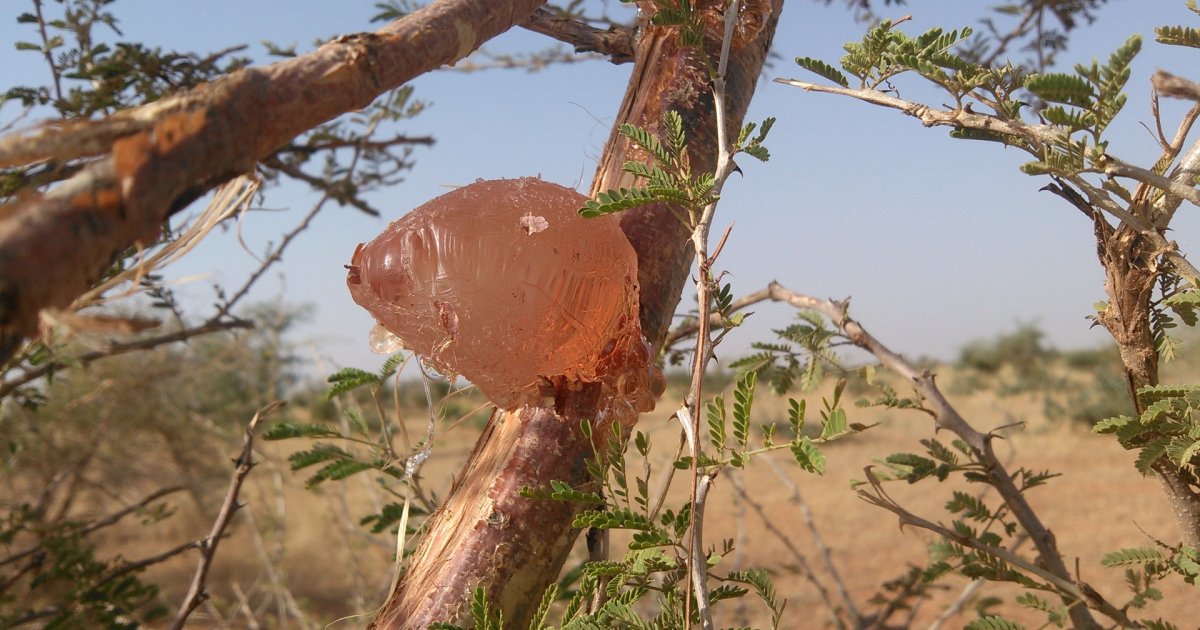 Harvesting gum arabic in Sudan – in pictures, Global development