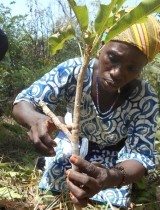 karite_parc_burkina_agri_biodiv_foret.jpg