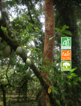 cacao_bio_ffl_agroforestier_actu_mighty_earth.png