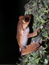 boophis_madagascariensis_madagascar_agroecologie_biodiversite_climat_foret_faune.jpg