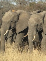elephant_aires_protegees_foret_moz_biodiversite.jpg