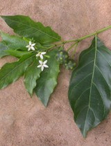 paul_latham_koya_morinda_lucida_fascicule_cacao_cote_d_ivoire_agrof.jpg