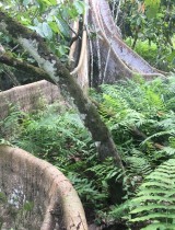 agroforet_contreforts_arbre.jpg