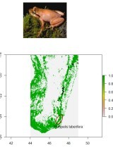 madagascar_biodiversite_climat_modelisation_degradation_foret_grenouille.jpg