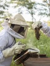 miel_gile_mozambique_marche_biodiversite_pfnl_foret.jpg