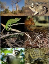 biodiversite_uicn_madagascar.jpg