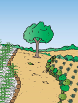 agroeco_burkina_agro_biologique.png