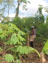 manioc_cote_agri.jpg