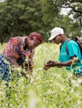 sesame_burkina_marche_agri_bio_tic.jpg