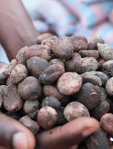 pfnl_produits_forestiers_non_ligneux_karite_la_voix_du_paysan.jpg