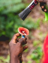 champignon_gile_mozambique_marche_biodiversite_pfnl_foret.jpg