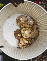 champignon_gile_mozambique_marche_biodiversite_pfnl_foret_collecte.jpg