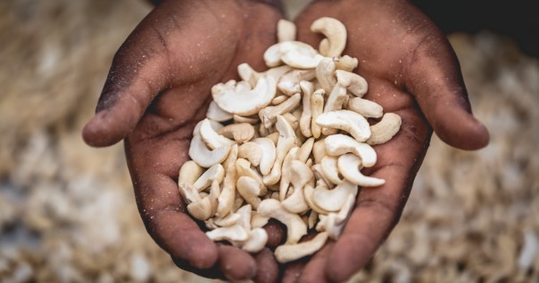 noix_de_cajou_anacarde_giz_prociv_togo_agriculture_marche_.jpg