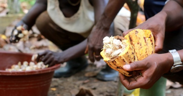 cacao_cote_agri_marche_ecabossage_bio.jpg