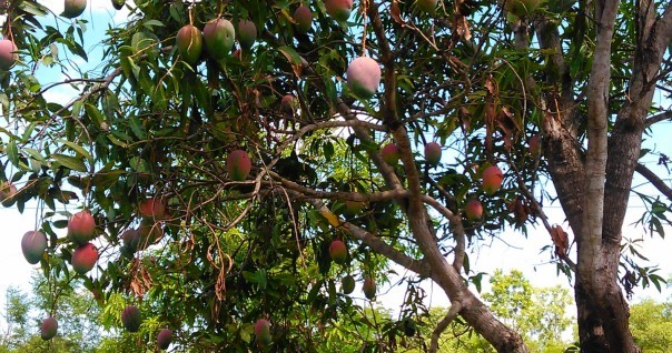 mangue_cote_mada_marche_agri.jpg