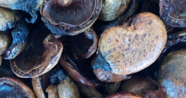 anacarde_burkina_bioenergie_process_agro_cajou_marche.jpg
