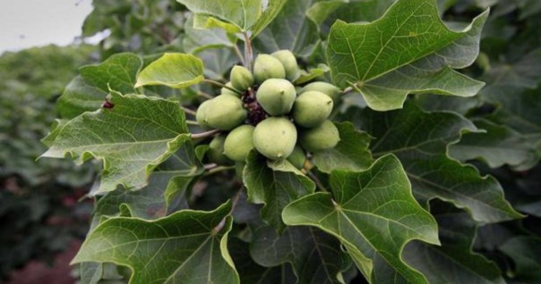 marche_jatropha_mali.jpg