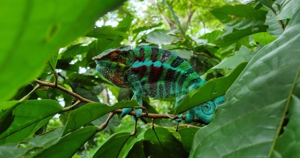 cameleon_mada_foret_faune_biodiv.jpg