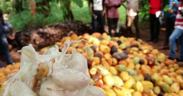 cacao_cote_d_ivoire_marche_agri_foret.jpg