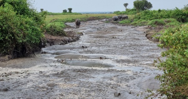 ouganda_hippo_risque_agri.jpg