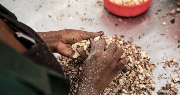 cajou_process_transfo_cote_moz_marche_agri.jpg