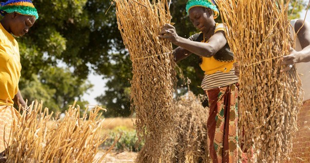 sesame_burkina_mali_agri_marche.jpg