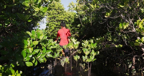 madagascar_bioenergie_climat_bois_doeuvre_energie_dechets_biodiversite_degradation_restauration.jpg