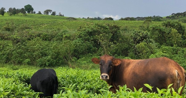 ouganda_the_agri_bio_marche.jpg