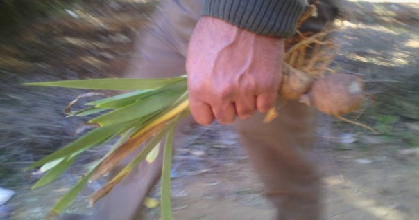 iris_maroc_agri_bio_marche.jpg