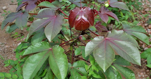 bellyache_bush_jatropha_gossipifolia_in_hyderabad_ap_w_img_9219.jpg