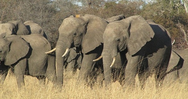 elephant_aires_protegees_foret_moz_biodiversite.jpg