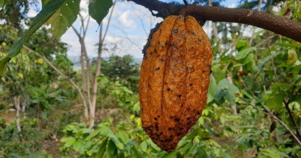 amavi_equateur_bioenergie_biodiversite_climat_cacao_agri.jpg