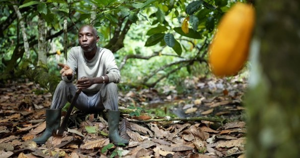 cacao_cote_marche_biologique_redd_agrof.jpg