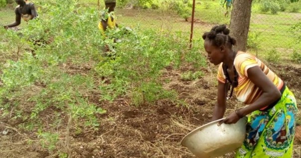 bio_agri_burkina_bio_marche.jpg