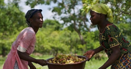 karite_recolte_agri_burkina.jpg