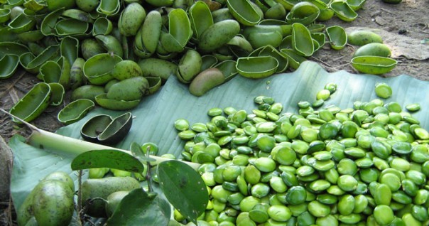 griffonia_simplicifolia_agri.jpg