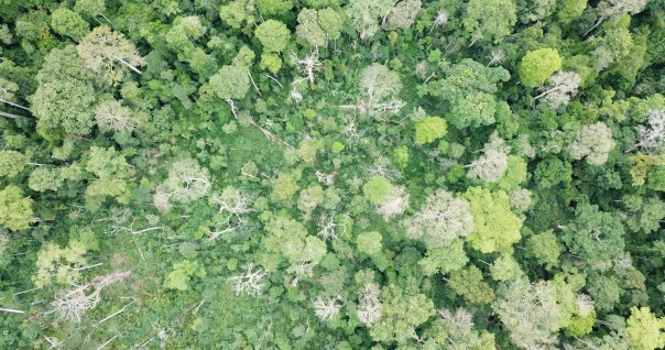 drone_foret_degradee_vue_du_ciel.jpg