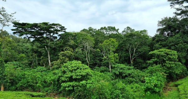 ouganda_the_foret_biodiv.jpg