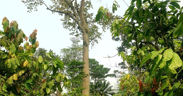 cacao_safart_certi_bio_cote_marche_foret_climat_biodiv_agroforesterie_pcbm.jpg