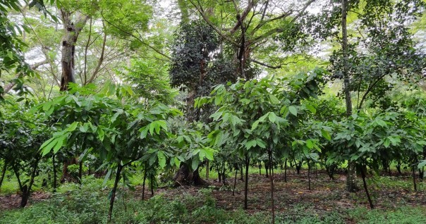 cacao_agroforesterie_carbone_mada_foret.jpg