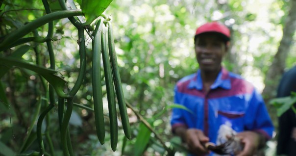 vanille_mada_agri_foret_climat_conservation.jpg