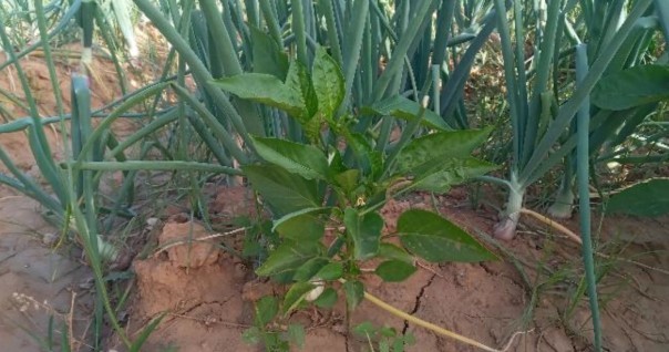 soignon_senegal_agri_marche.jpg