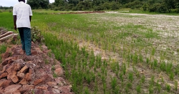 riz_marche_agriculture_burkina_faso_.jpg