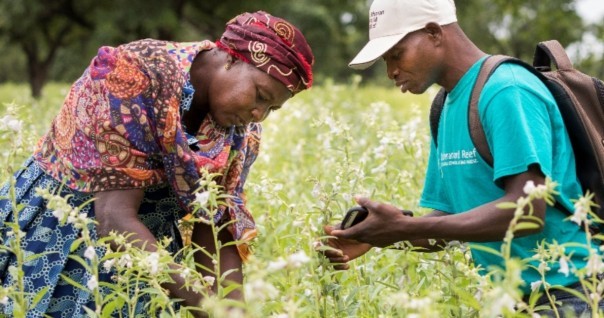 sesame_burkina_marche_agri_bio_tic.jpg