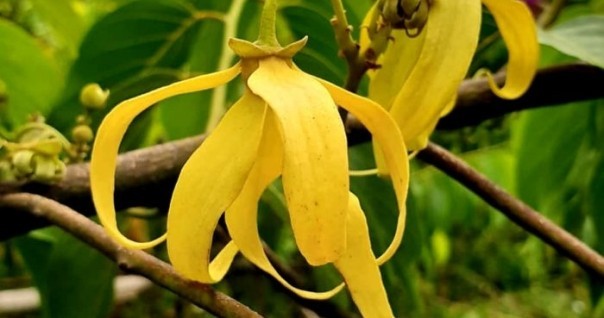 ylang_mada_agri_labels.jpg