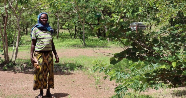 ponasi_burkina_foret_agroforesterie_bois_doeuvre_riz_.jpeg