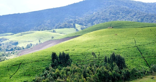 burundi_foret_agri_.jpg