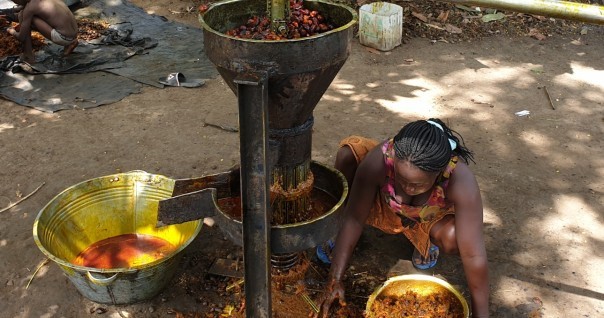 palme_marche_cote_ghana_agri_agroforest_foret.jpg