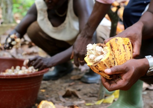 cacao_cote_agri_marche_ecabossage_bio.jpg