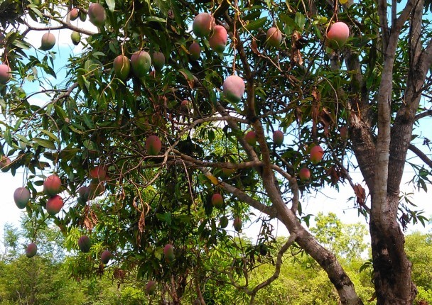 mangue_cote_mada_marche_agri.jpg